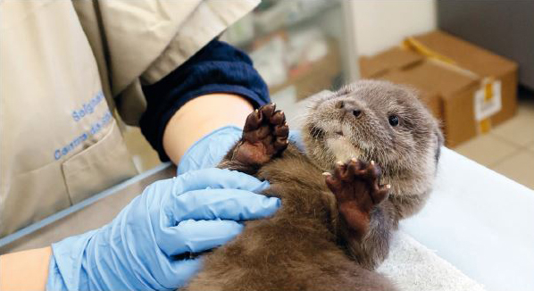 Loutre d'Europe entre les mains gantées d'un soigneur LPO